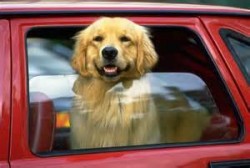 dog going for car ride