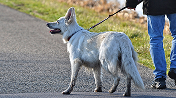 dog-walking