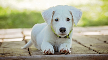 why-choose-pet-central-dfw why-choose-pet-central-dfw